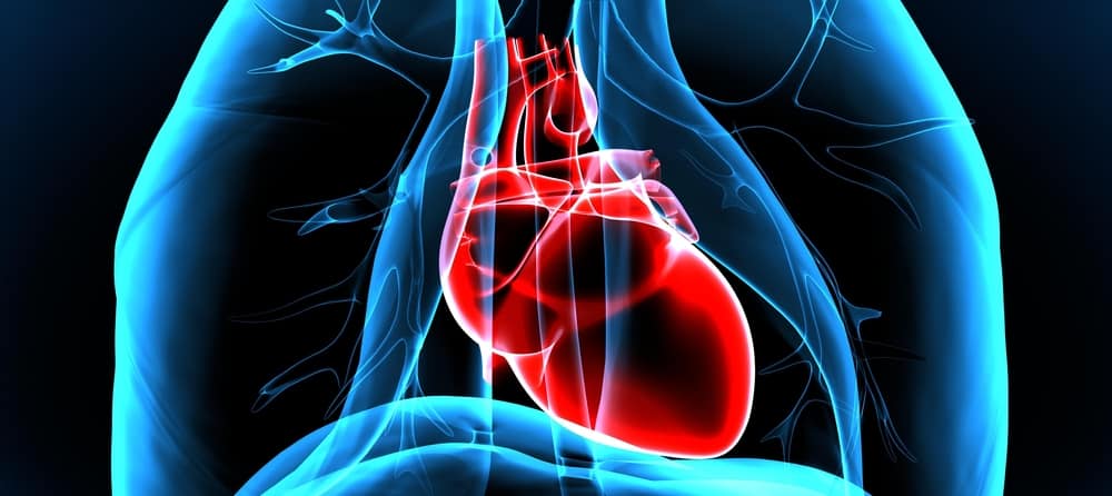 Cells repairing damaged tissue post-heart attack in the fluid ...
